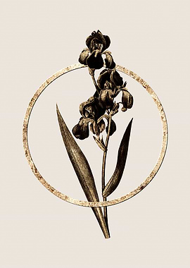 Gold Dalmatian Iris Flower