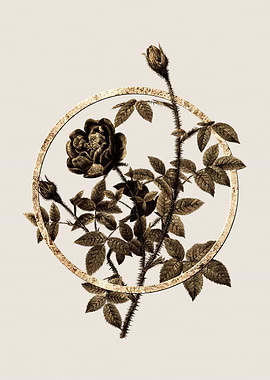 Gold Moss Rose Flower