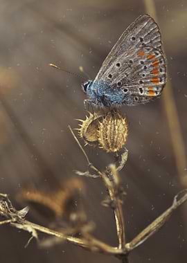 blue butterfly flower brow