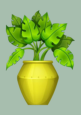 House Plant