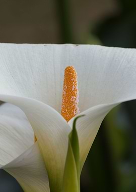 white calla lily