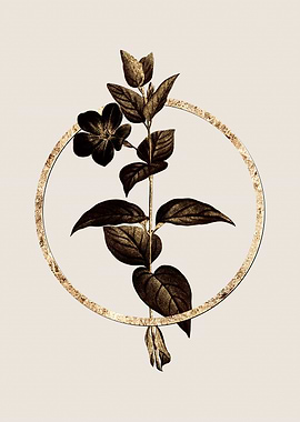 Gold Greater Periwinkle