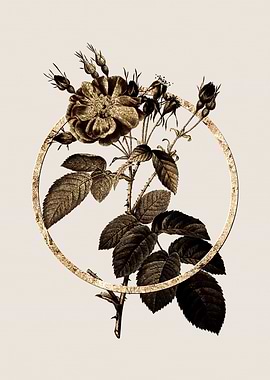 Gold Harsh Downy Rose