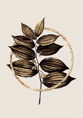 Gold King Solomons Seal