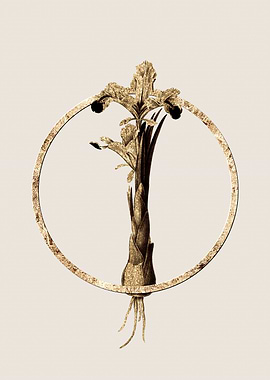 Gold Iris Persica Flower