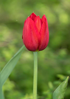 pink tulip in the garden