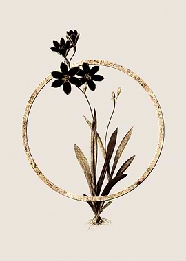 Gold Ixia Grandiflora Lily