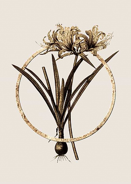 Gold Golden Hurricane Lily