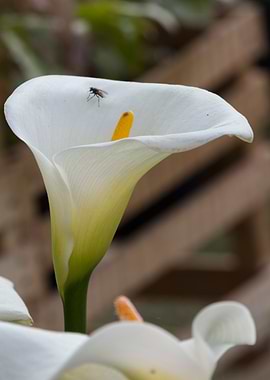 white calla lily