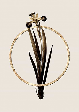 Gold Harlequin Blueflag