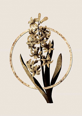 Gold Dutch Hyacinth Flower
