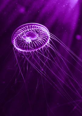 transparent jellyfish