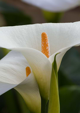 white calla lily
