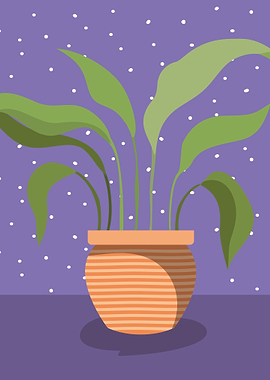 House Plant