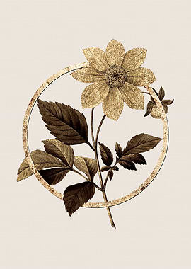 Gold Dahlia Simplex Flower