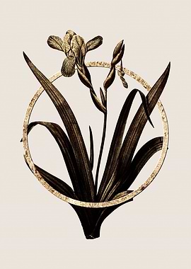 Gold Hungarian Iris Flower