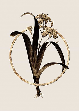 Gold Iris Fimbriata Flower