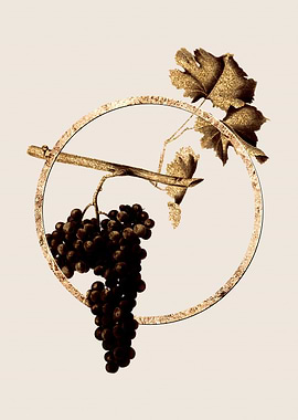 Gold Dolcetto Grapes Fruit