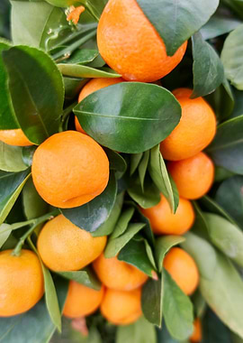 tangerine on plant