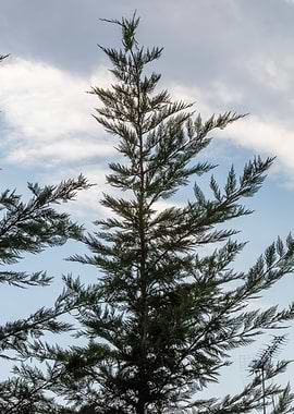pine tree