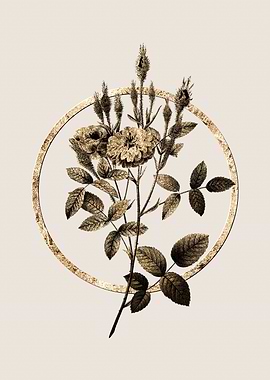 Gold Mossy Pompon Rose