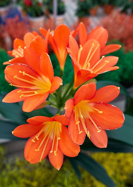 clivia in the garden
