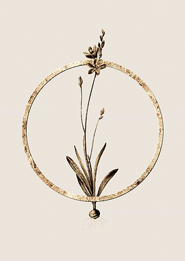 Gold Mossel Bay Tritonia