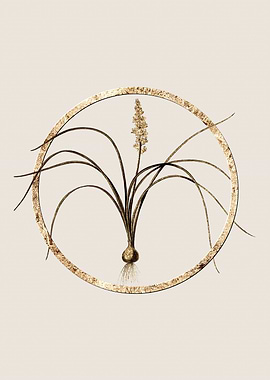 Gold Lachenalia Flower