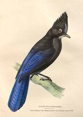 Stellers Jay Garrulus