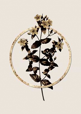 Gold Stinking Tutsan