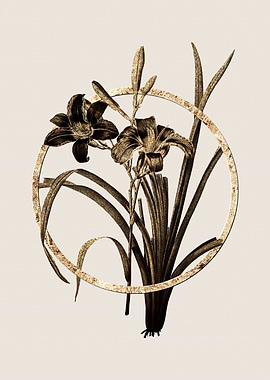 Gold Orange Day Lily