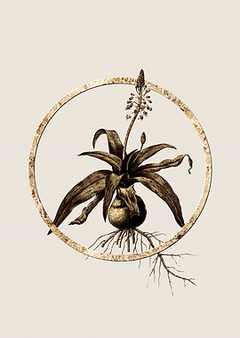 Gold Gold Lachenalia Flowe