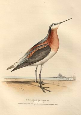 Wilsons phalarope bird
