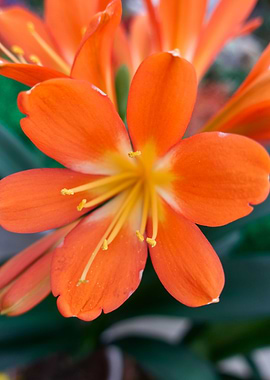 clivia in the garden