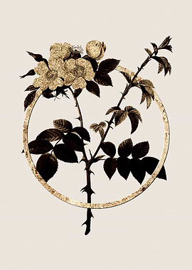 Gold White Flowered Rose