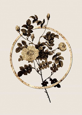 Gold Sweetbriar Rose