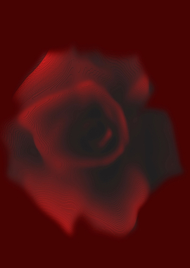 Red rose