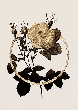 Gold White Rose of York