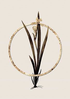 Gold Yellow Banded Iris