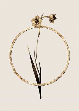 Gold Sword Lily Flower