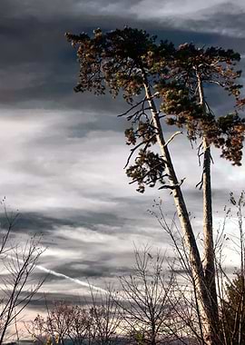 tree and blue sky