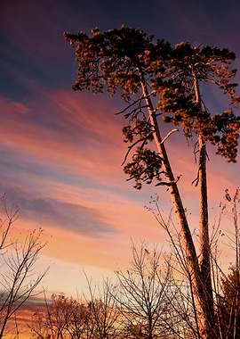 tree and blue sky