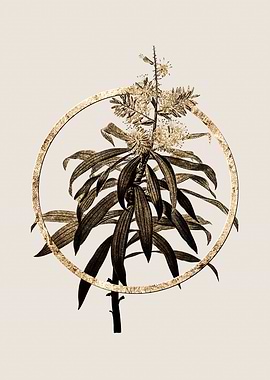 Gold Pleomele Flower