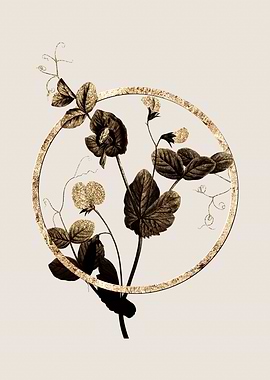 Gold White Pea Flower