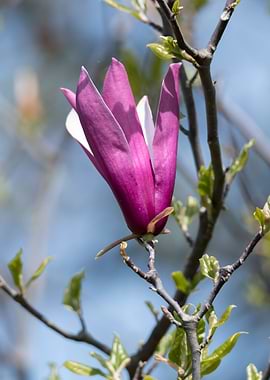 magnolia flower on tree