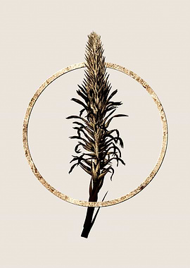 Gold Pitcairnia Latifolia