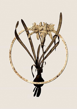 Gold Sea Daffodil Flower