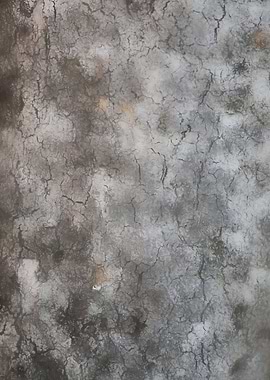 tree trunk texturized