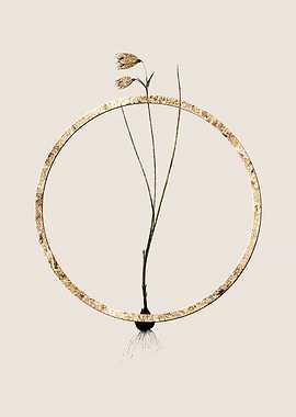 Gold Snowbell Flower