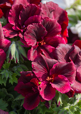 red carnation in bloom